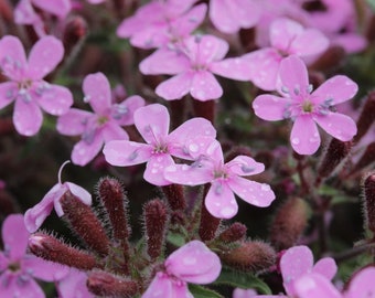 1600 seeds - Saponaria ocymoides