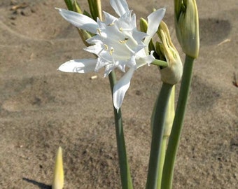 Pancratium maritimum 20 graines