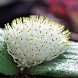 Massonia echinata 10 seeds image 1