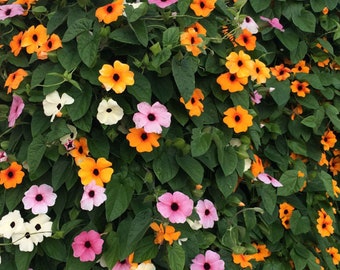 25 semi - Thunbergia alata Sunrise mix