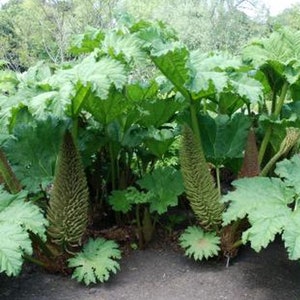 Gunnera manicata 30 zaden afbeelding 2