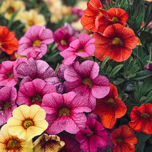 3.000 seeds Petunia hybrida pendula Balcony mix zdjęcie 3