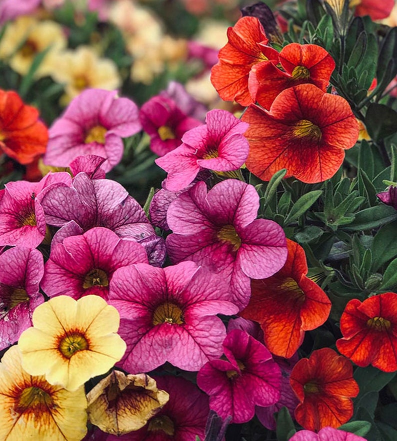 3.000 seeds Petunia hybrida pendula Balcony mix zdjęcie 3