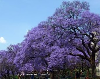 60 graines-Jacaranda mimosifolia