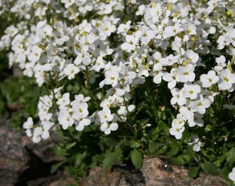 Arabis du Caucase 2000 graines