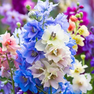 450 seeds - Delphinium consolida Imperial mix