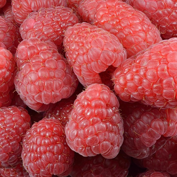 Rubus idaeus 100 zaden
