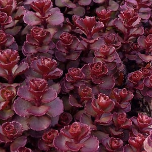 Sedum spurium Voodoo 50 seeds