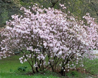 Rhododendron schlippenbachii      15 seeds