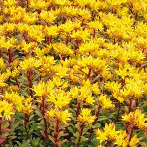 Sedum floriferum   50seeds