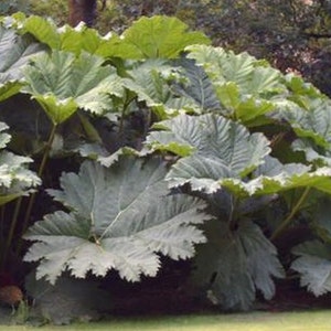 Gunnera manicata 30 zaden afbeelding 1