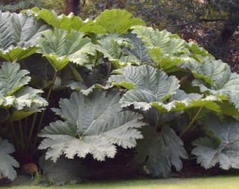 Gunnera manicata 30 graines