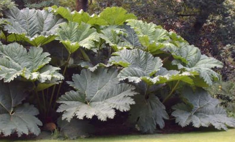 Gunnera manicata 30 zaden afbeelding 1