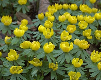 Eranthis hyemalis    15 seeds