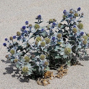Eryngium maritimum 25 Samen