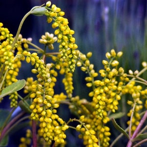 Chiastophyllum oppositifolium 30 seeds image 2