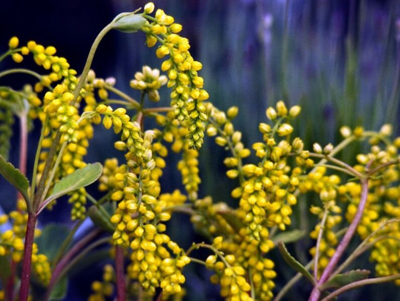 Chiastophyllum oppositifolium 30 seeds image 2