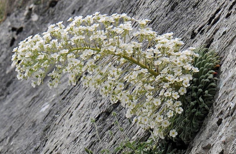 Saxifraga longifolia 15 seeds image 2