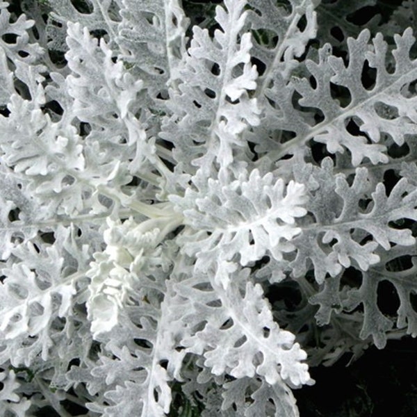 Cineraria maritima Silverdust 1000 seeds