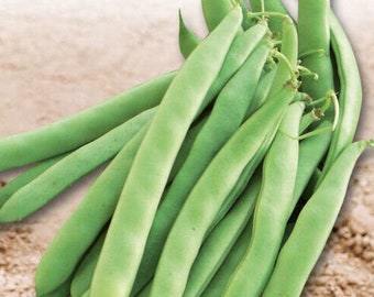 100 graines-Haricots verts Nassau -Phaseolus vulgaris