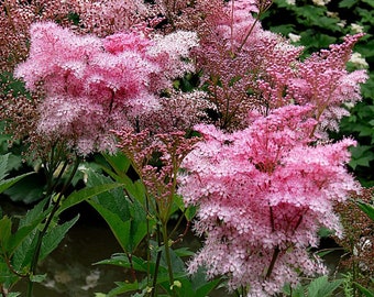 Filipendula rubra 25 seeds