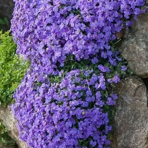600 seeds - Aubrieta cascade blue