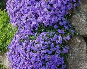 Aubrieta cascade blue    400 seeds