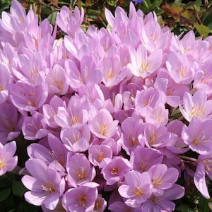 Colchicum Autumnale 25 Samen