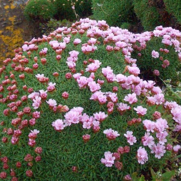 Armeria maritima 50 Samen