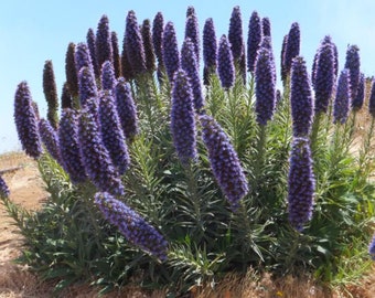 Echium fastuosum        100 seeds