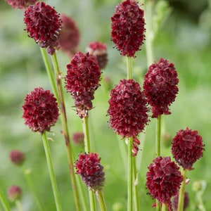 Sanguisorba officinalis 50 Samen