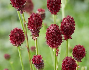 Sanguisorba officinalis 50 zaden