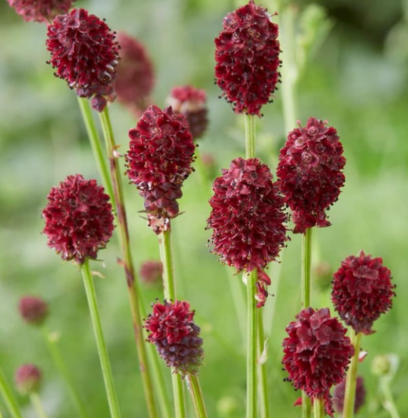 Sanguisorba officinalis 50 seeds image 1