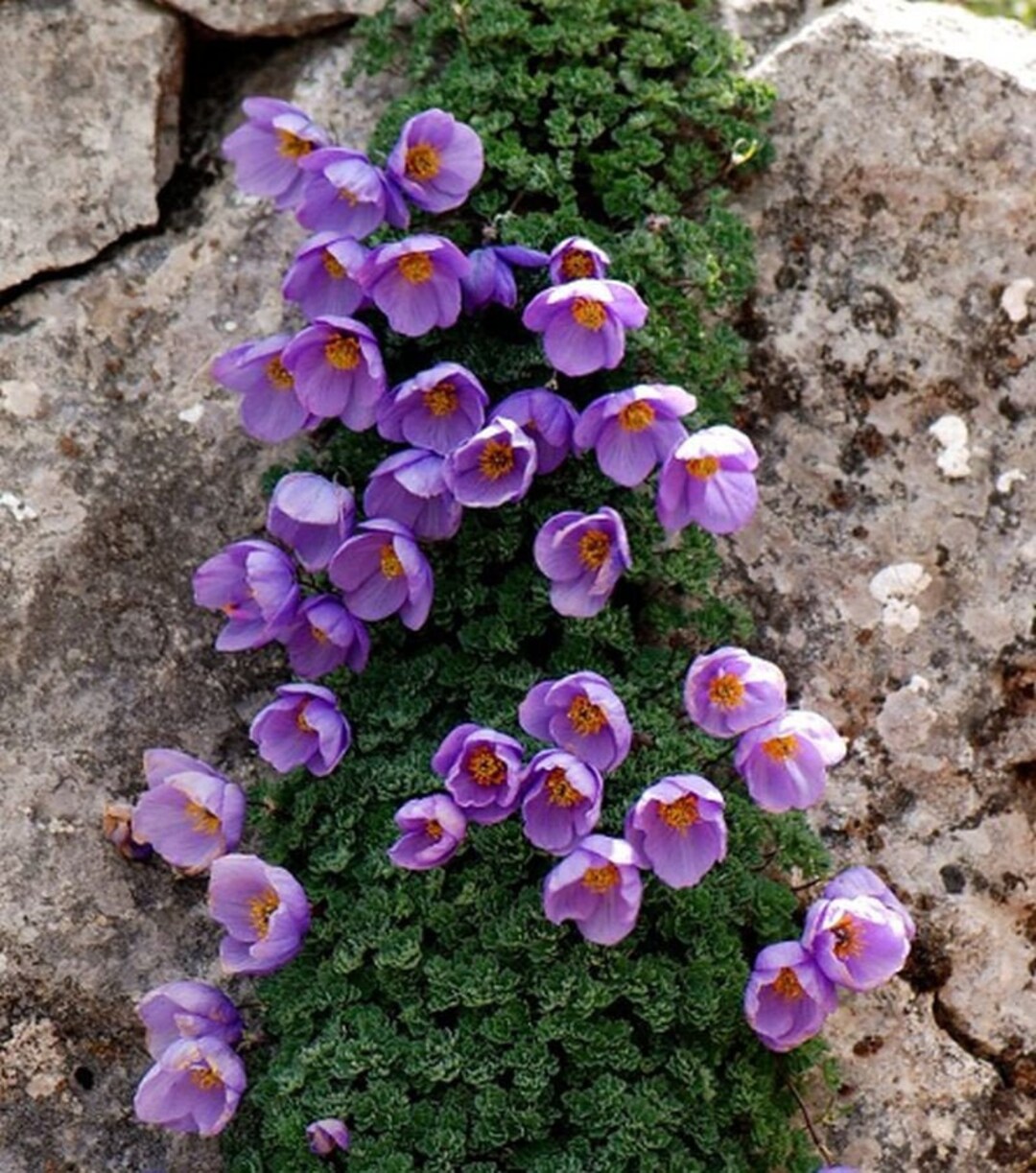 Paraquilegia microphylla 10 Samen Etsy.de