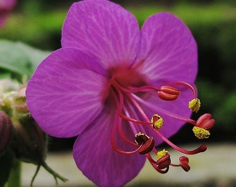 Géranium macrorrhizum 15 graines