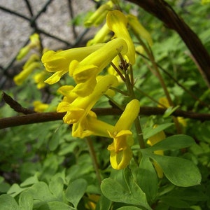 Lerchensporn (Corydalis lutea) 15 Samen