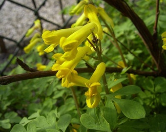 Corydalis lutea 15 zaden