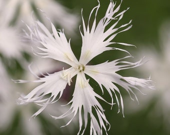 Dianthus arenarius 15 Samen