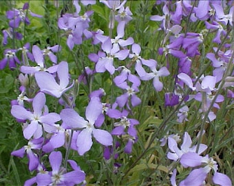 5000 graines - Matthiola bicornis