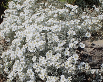 Cerastium tomentosum 1200 seeds