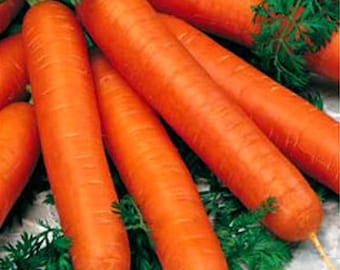 5000 seeds-Nantesa Carrot 5 coral - Daucus carota