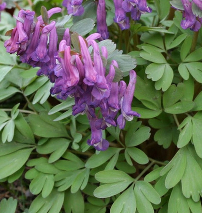 Corydalis solida 15 seeds image 3