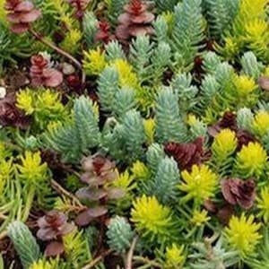 Sedum-Mix 1000 Samen Bild 2