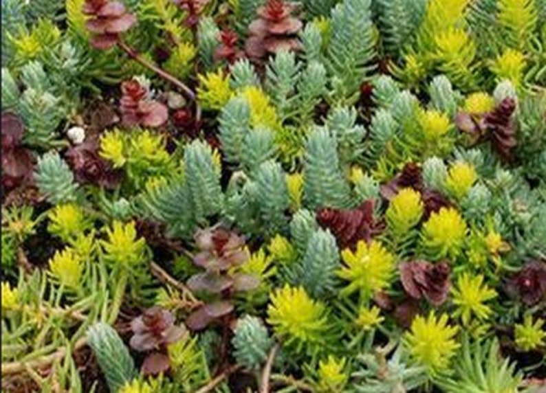 Sedum-Mix 1000 Samen Bild 2