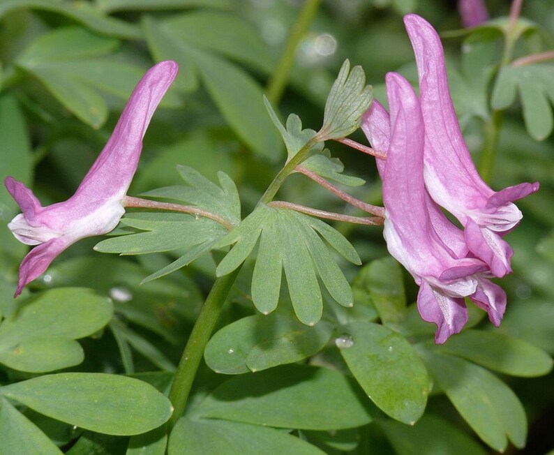 Corydalis solida 15 seeds image 2