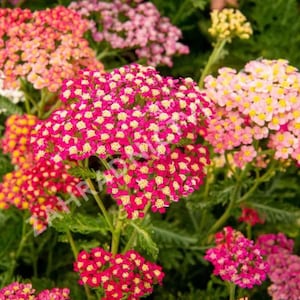 Achillea millefolium Colorado Mix 2500 Samen