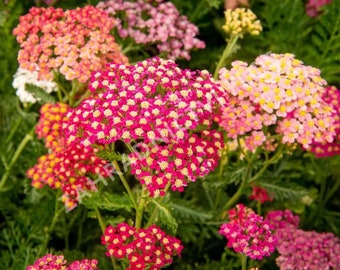 Achillea millefolium Colorado Mix    2000 seeds