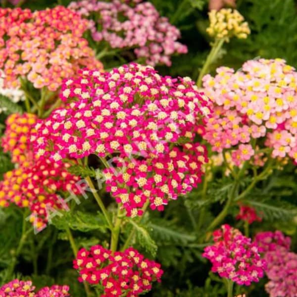 Achillea millefolium Colorado Mix 2000 semi