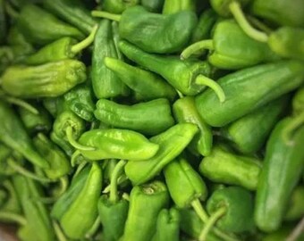 100 graines - Poivre Padron - Capsicum annuum