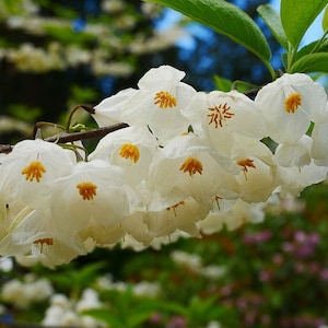 Halesia carolina 5 seeds